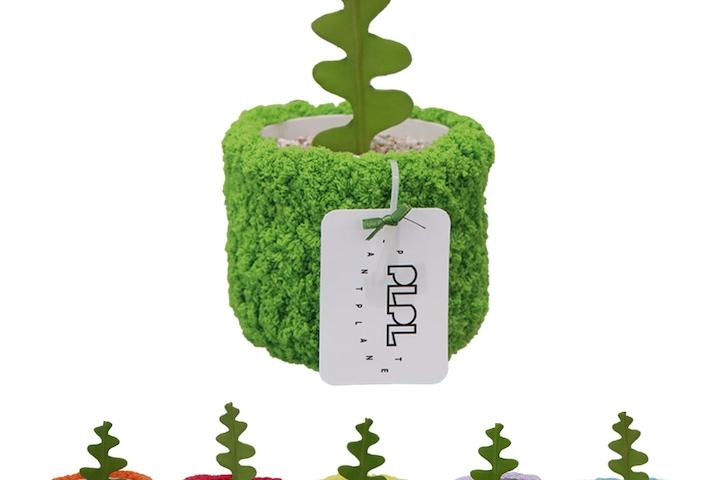 피쉬본 생선뼈 선인장 x PLPL 팟 / 공기정화식물 물구멍 필요 없는 흙