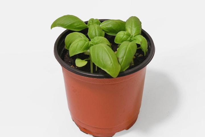 스위트 바질 향긋한 허브 모종 식용 공기정화 식물