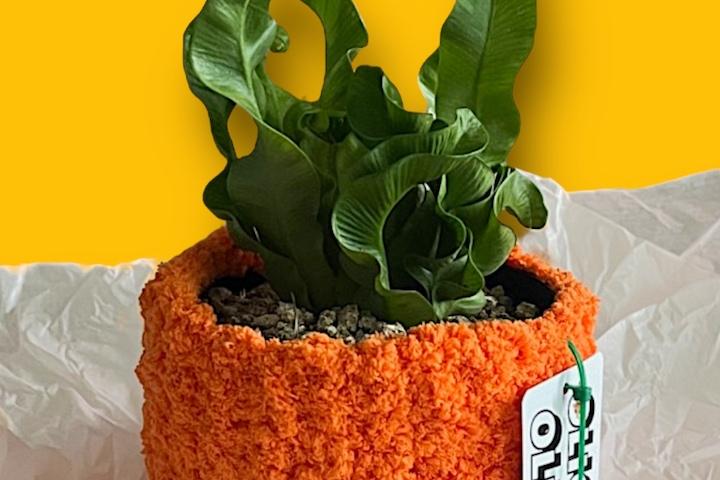 코브라 아비스 당근 니팅화분 세트