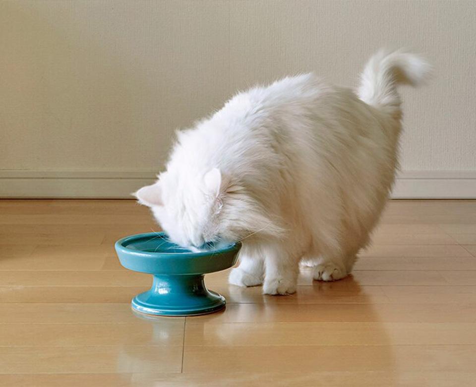 [HASAMI] SEASON01 푸드볼 (Only pet)