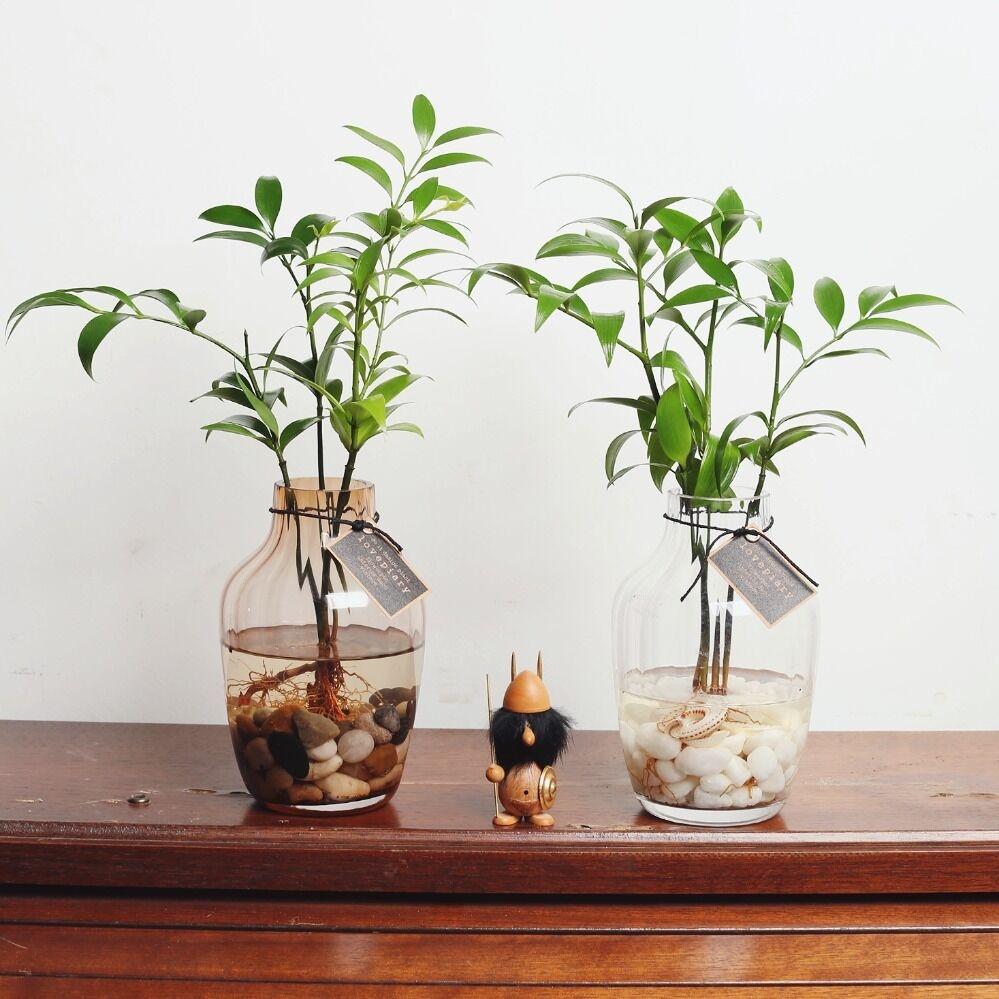 앤틱한게 좋아 죽백 앤틱 수경미니화분 2종세트