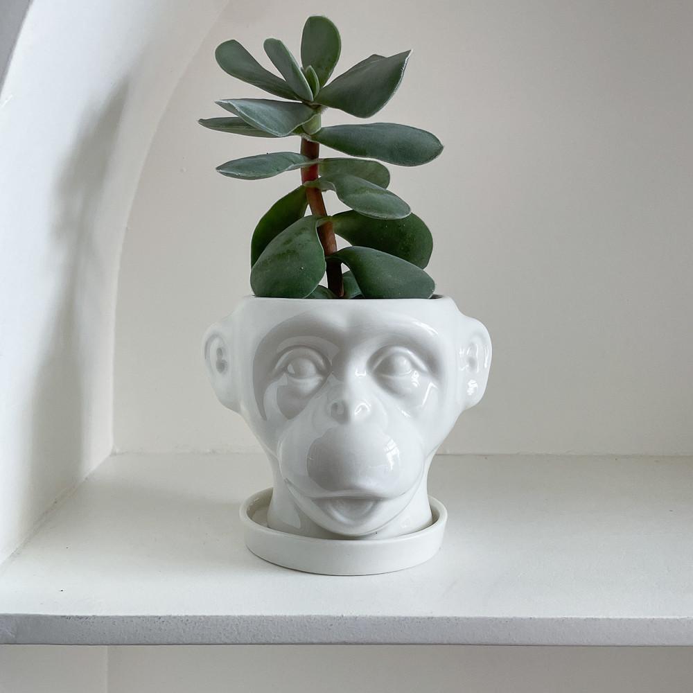 몽키그린 팟 세라믹 화분 유니크 디자인 다육화분 다육이 분갈이