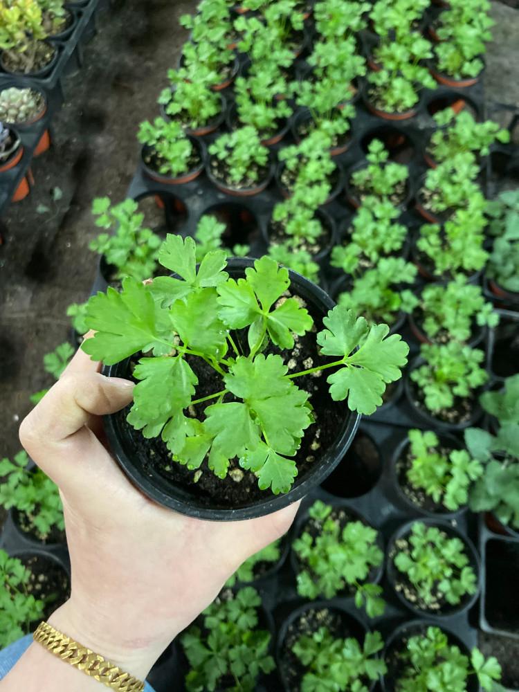 [원평허브농원] 파슬리 모종, 이탈리안 파슬리, 곱슬파슬리 - 10cm