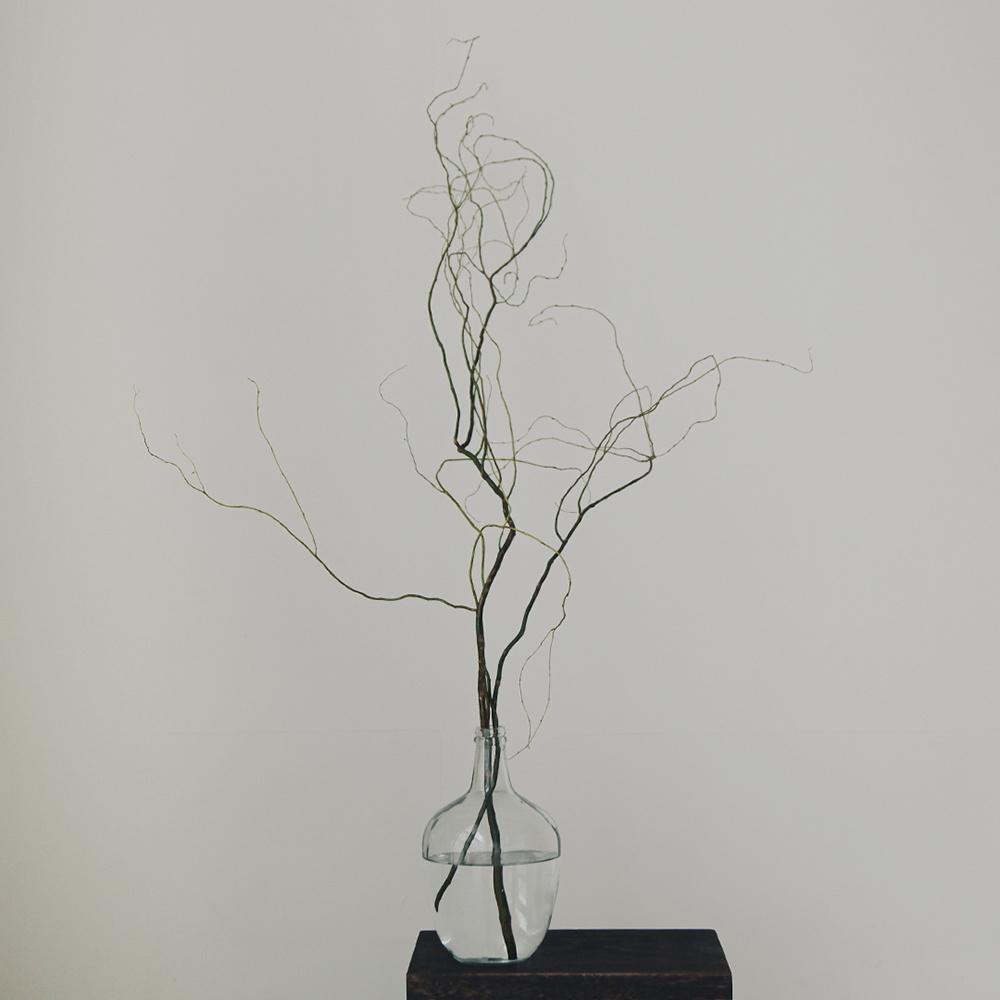 곱슬버들 생화 버드나무