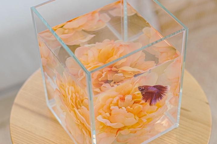 디아망 베타하우스