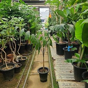 이브가든 여우꼬리 야자 / 전체높이 140CM, 식물높이 120CM 내외입니다