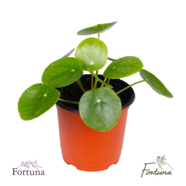 [포르투나] 필레아페페 페페로미아 관엽 실내공기정화식물 실내인테리어 소품 생화 화분