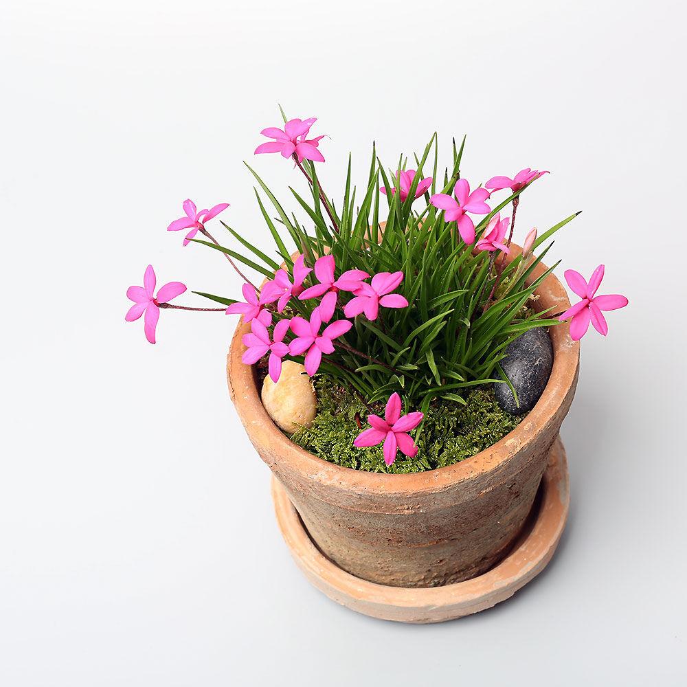 설란 야생화 구근식물 빈티지 토분