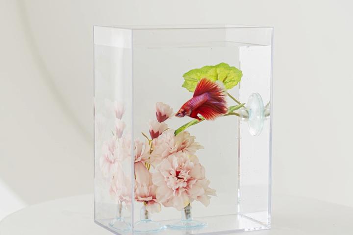 블라썸 베타하우스