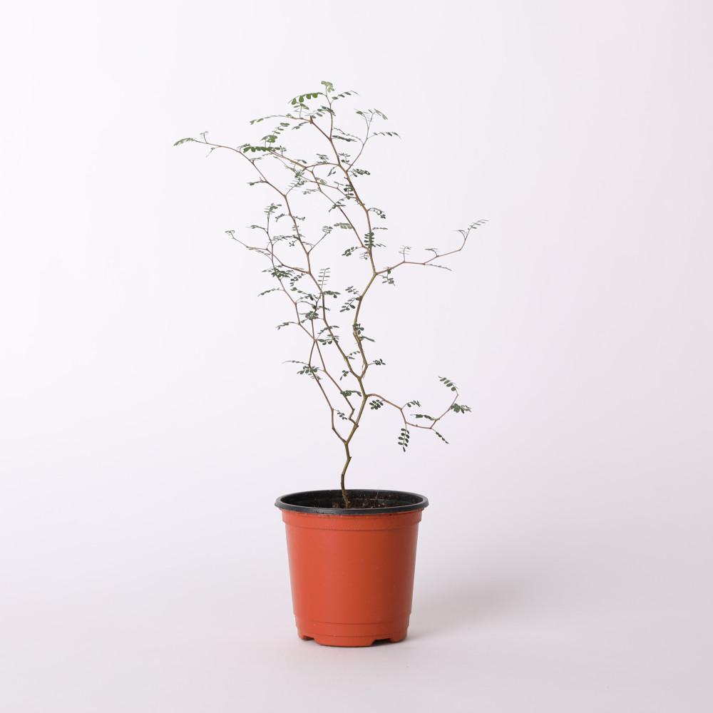 마오리소포라 소형 포트 실내공기정화식물