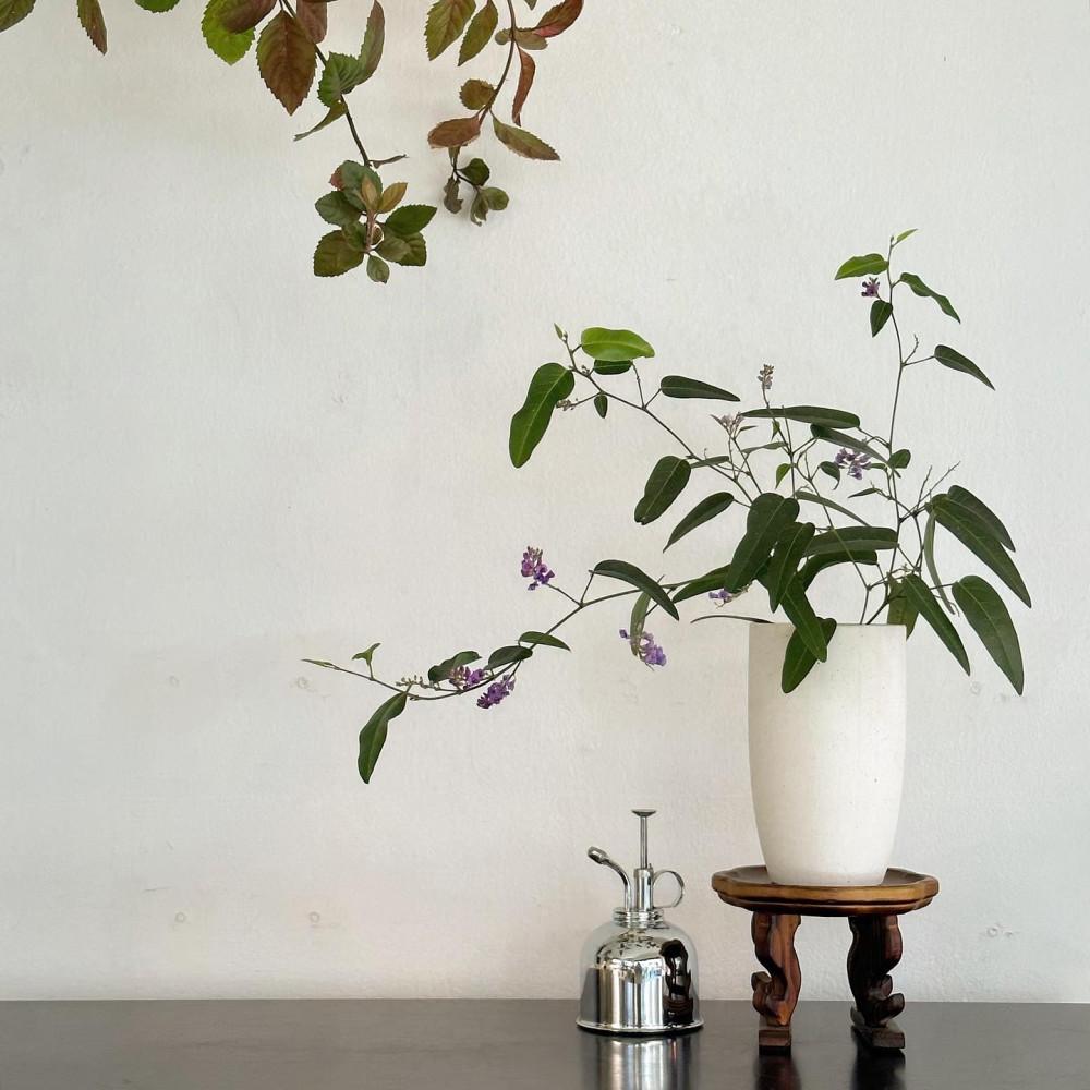 보라싸리 싸리나무 흰싸리 플랜테리어 인테리어식물