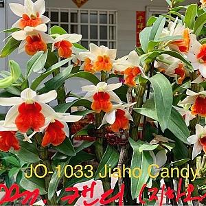 덴드로비움 지하오캔디 너무 매력있어