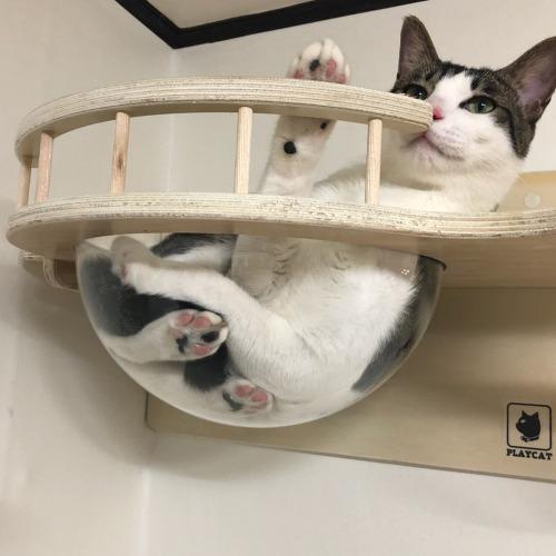 벽 투명해먹 1묘용