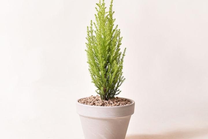 [오늘의딜]독일토분_율마 인테리어 공기정화식물