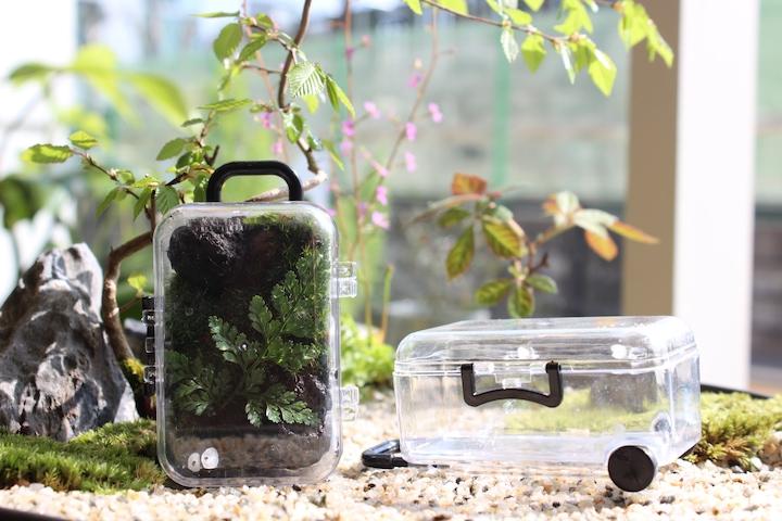비단이끼 제주애기모람 미니 테라리움 모스 캐리어