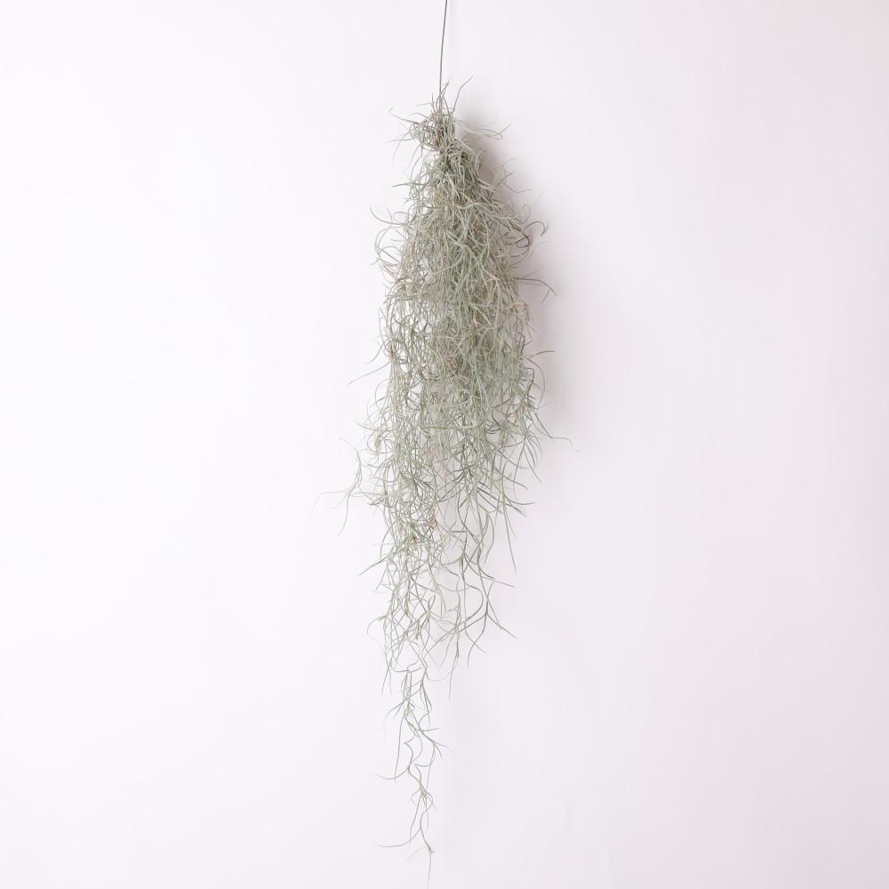 행잉플랜트 수염틸란드시아