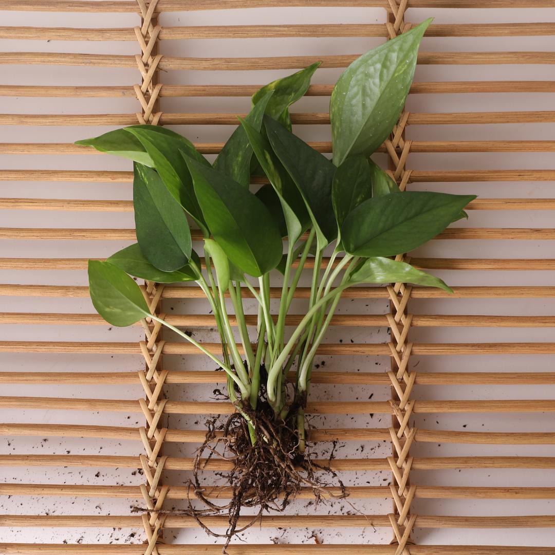 수경재배 스킨답서스 3뿌리 수중 수생 식물 키우기