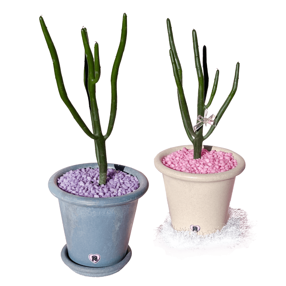 연필 선인장 청산호 화분 2TYPE