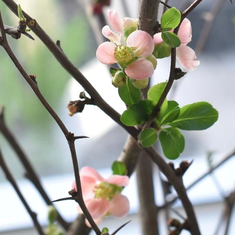 산당화 명자나무 오래보는 꽃나무 가지 소재 겨울꽃 봄꽃
