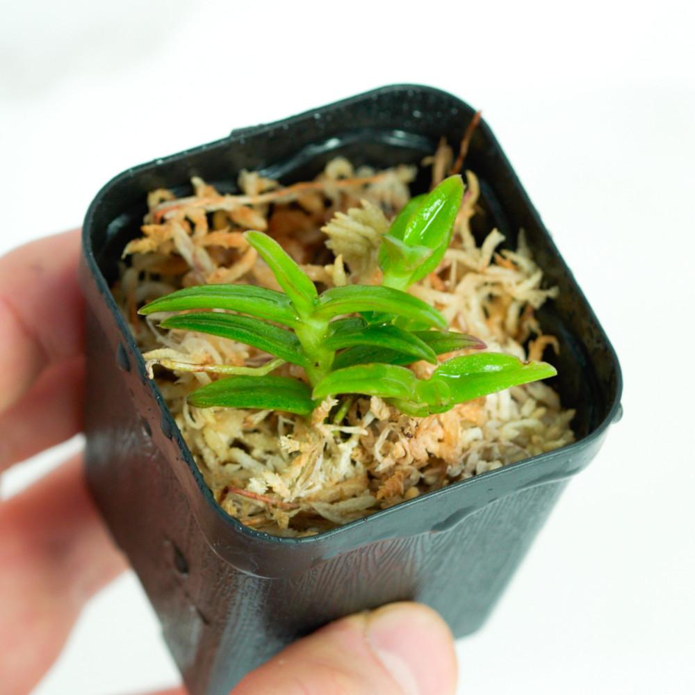 테라리움 소형 착생란 에피덴드럼 포팍스 1포트