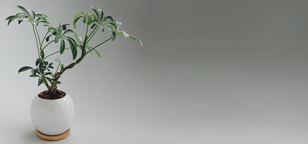 홍콩야자분재 달항아리 2차입고 완료! 정상발송됩니다!