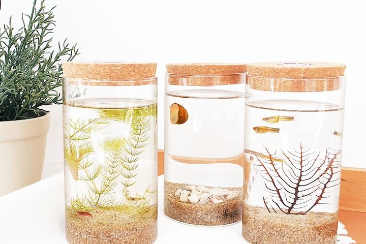 미니 어항 세트(생물 포함/새우, 열대어, 애플스네일)_3종