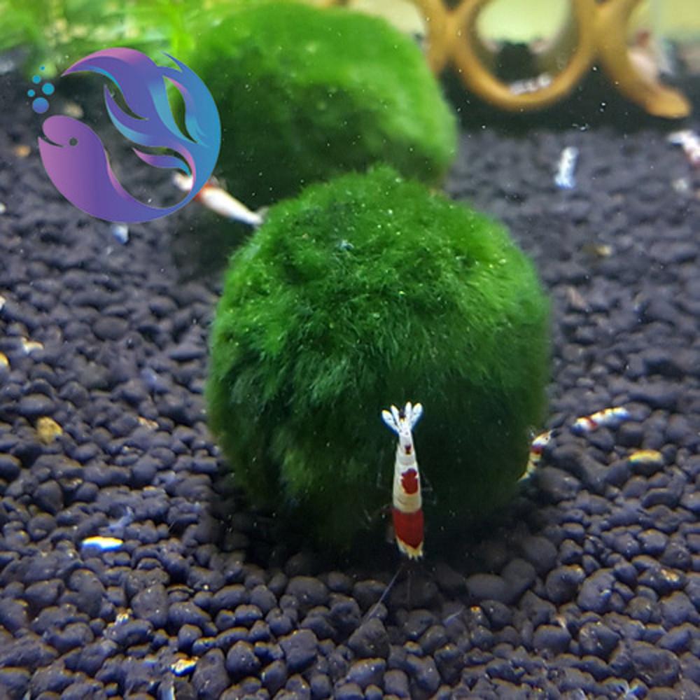 왕 모스볼 4-5cm 내외 1개 / 음성수초 수초 새우 놀이터 마리모
