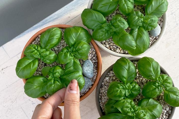 향이 가득한 스위트바질 _ 독일 토분 3colors
