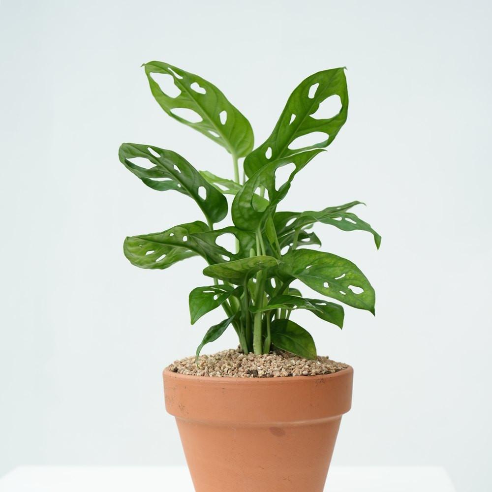 몬스테라 아단소니 키우기 꽃 화분 이태리 토분 공기정화식물