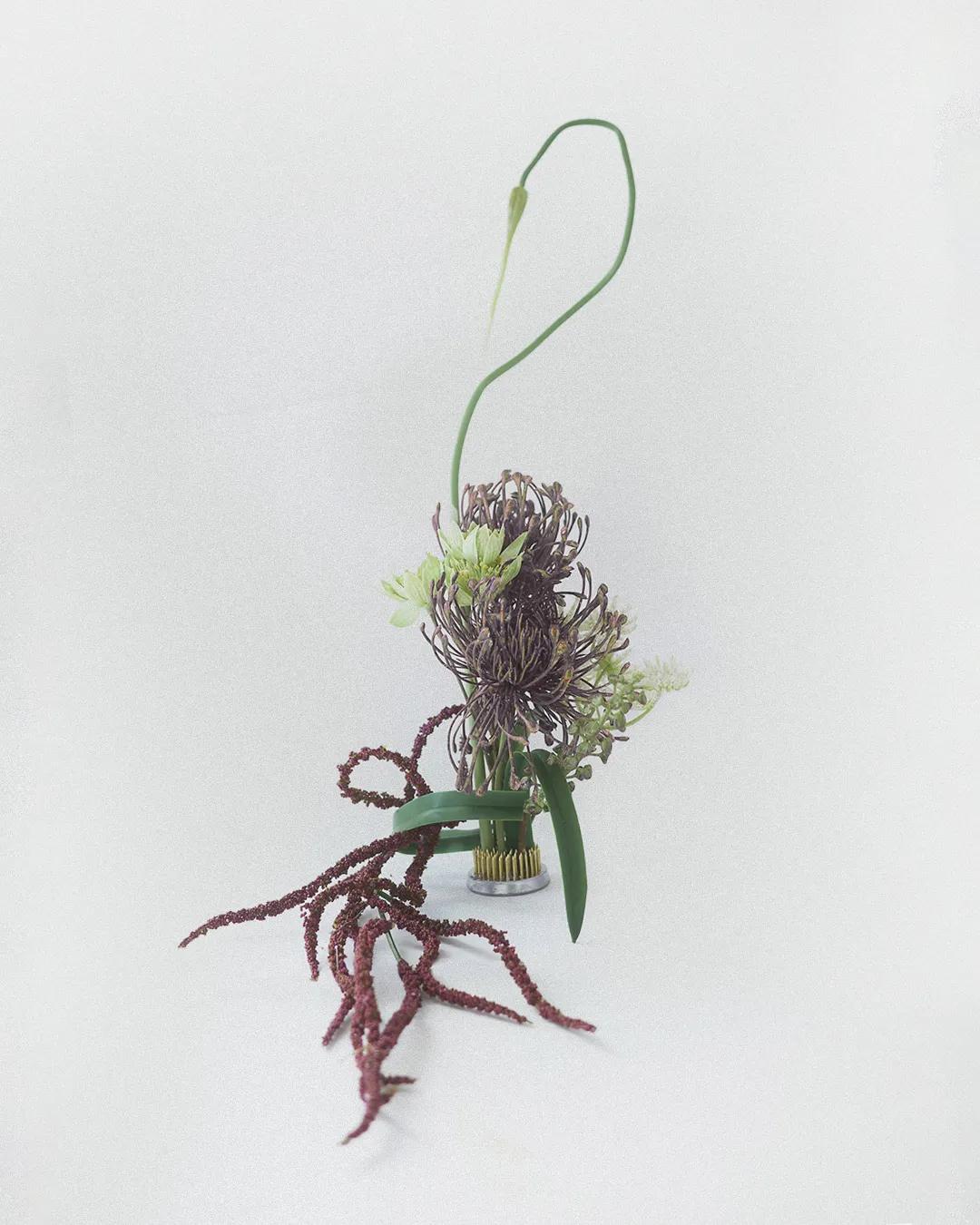 옴브르 플럼 블룸