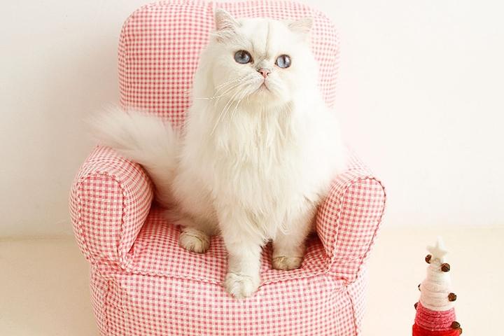 [해외] 강아지 포토존 고양이 소파 강아지 겸용 반려동물 푹신두부소파