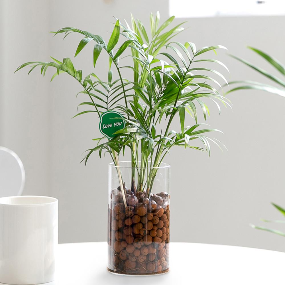 수경재배식물 수생식물 수중식물 키우기 화분 뿌리 어항 테이블야자 하이드로볼 만들기세트