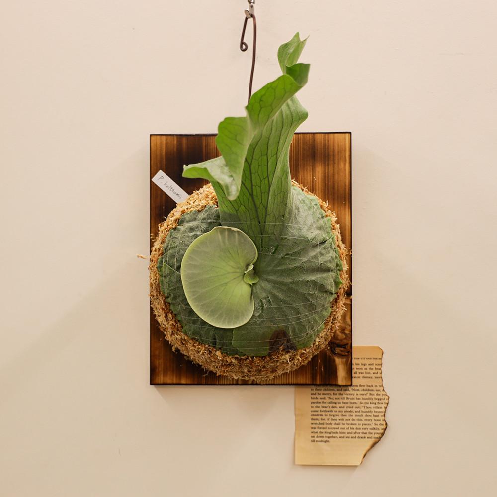 박쥐란 홀투미 아이 목부작  동일상품 중품