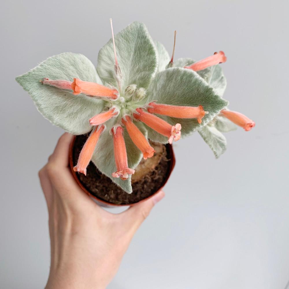 대성식물 단애의 여왕 꽃피는 선인장 국민 다육이 구근 괴근 식물