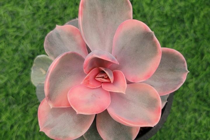 웨스트레인보우 다육식물 선인장 화분 키우기