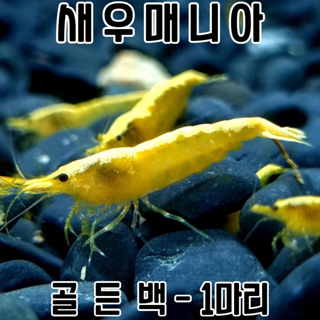 관상용새우 골든백 1마리 / 생이 새우키우기