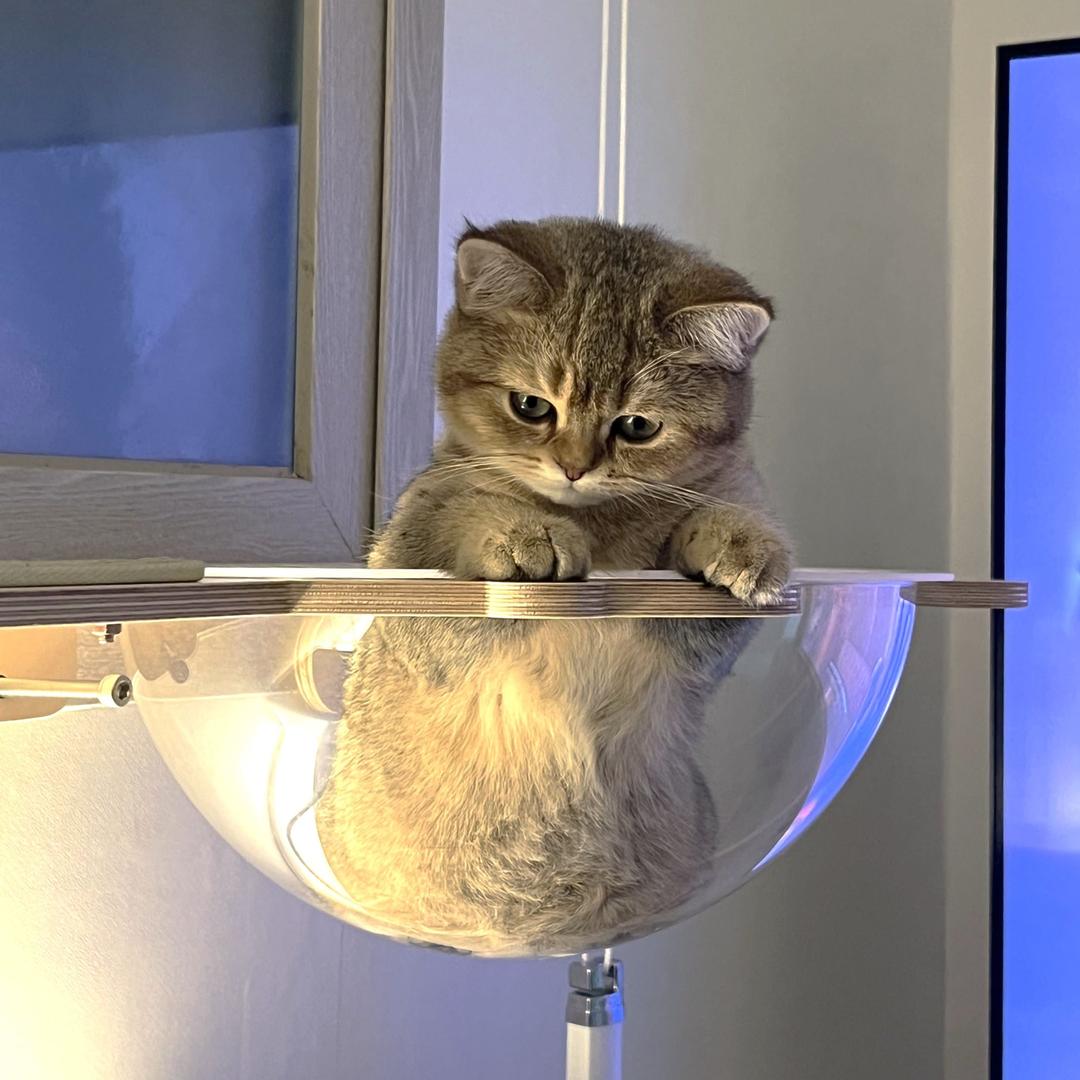 [웰컴딜] [무료배송] 캣돌 고양이 창문 선반 캣타워 냥틀