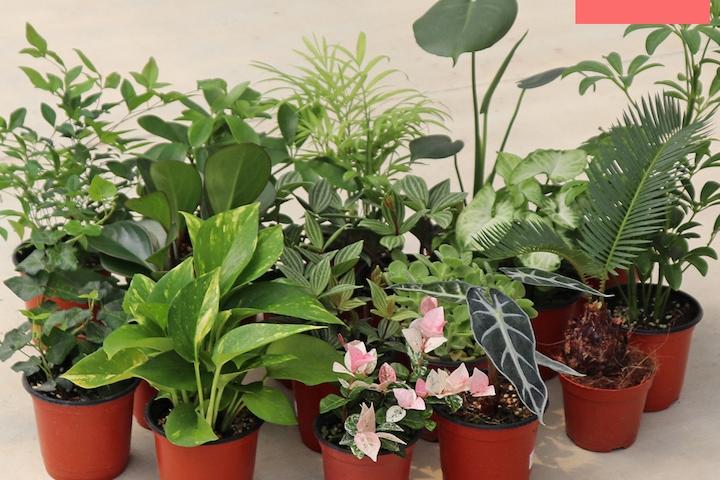 1+1 공기정화식물 소형 모종 57종 골라담기 (교차선택 가능)