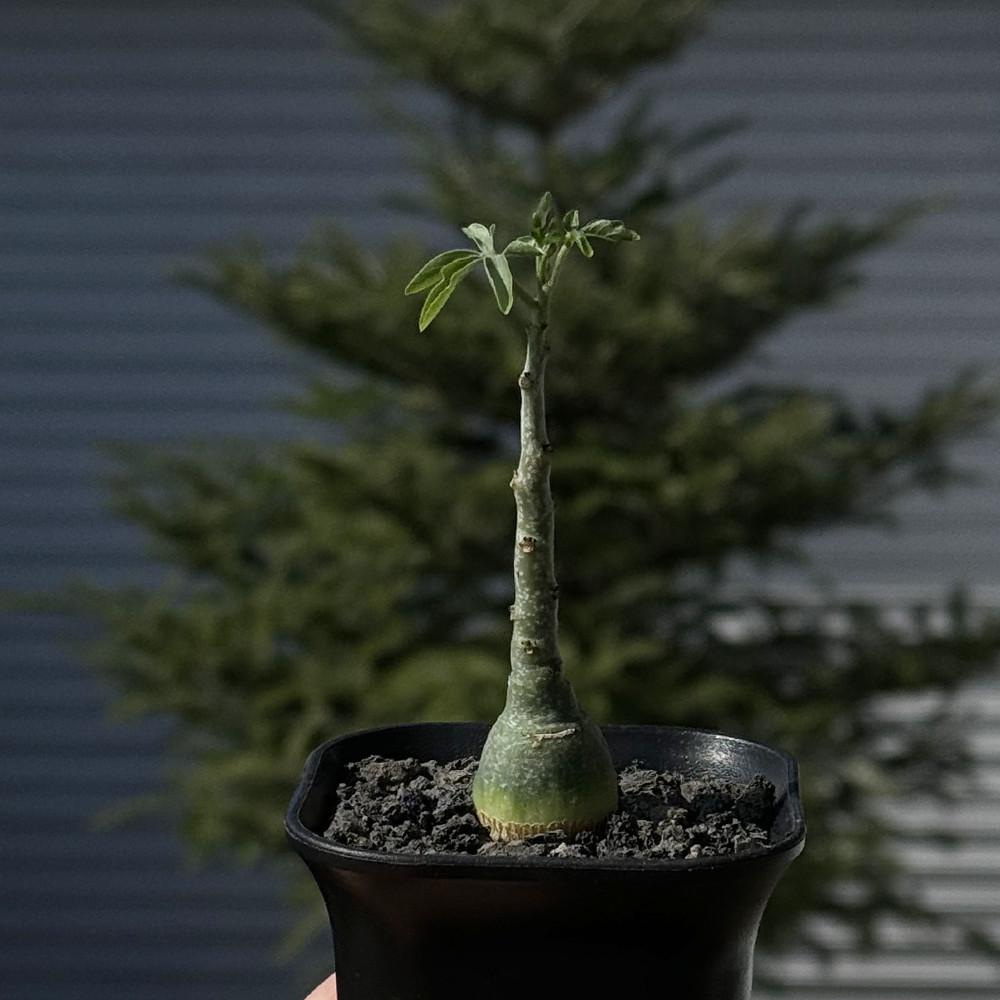 풀집 미니 아데니아 글라우카 Adenia glauca 블랙 포트 상품