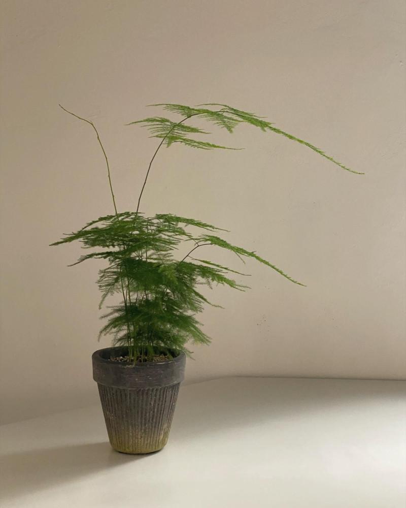 아스파라거스나누스 이쁜 베트남분 키우기쉬운 생일선물 개업선물 개업화분