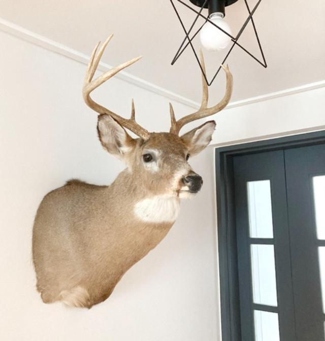 [U.S.A]80s 사슴 박제 original hunting trophy[가격문의].