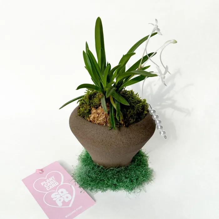 소엽 풍란 미니 동양난 화분