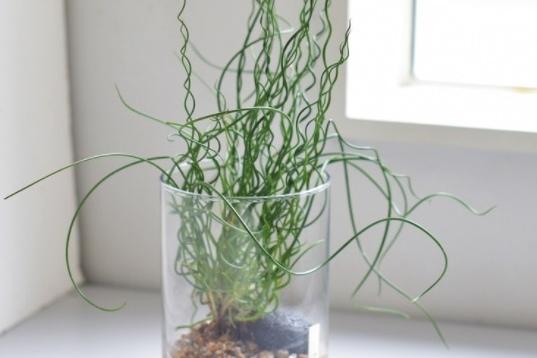 수경재배 스프링골풀 준쿠스