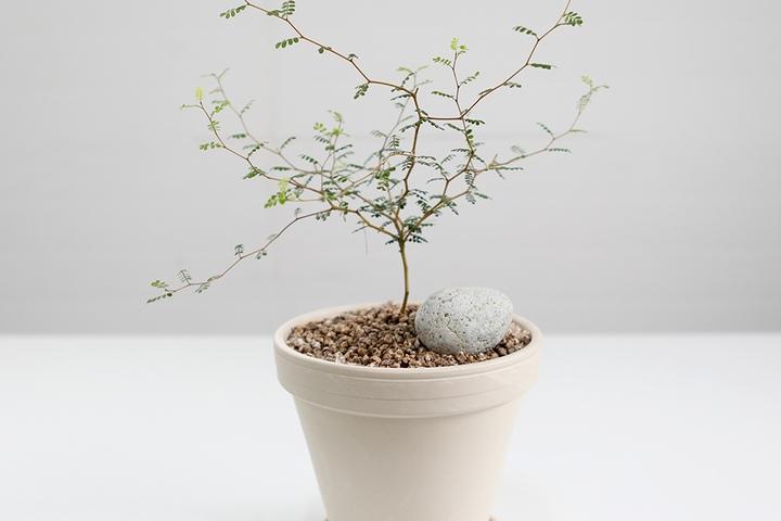 마오리 소포라 + 독일 토분 세트