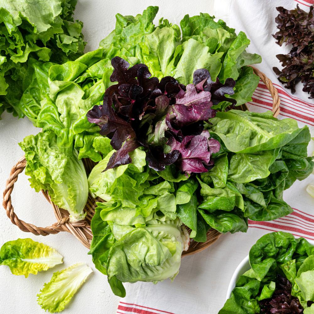 [친환경생산]무농약 샐러드 야채 1kg 대용량 믹스 유러피안 샐러드용 배달 정기배송 구독 [원산지:국산]