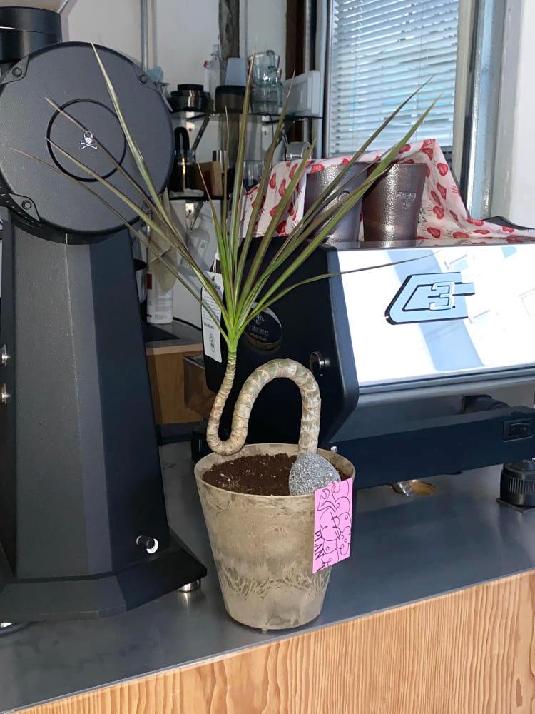 드라세나 마지나타 굽은 수형 칼라팟 화분 세트 키우기 쉬운 공기정화식물