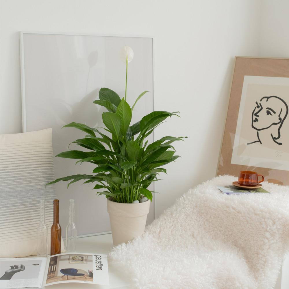 스파티필름 공기정화 인테리어 음지 식물 스파트필름 개업 축하 화분