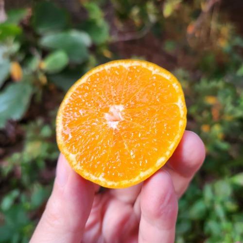 고당도 극조생 귤 S급/A급 500g ~ 5kg (유라실생)