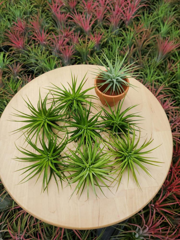 틸란드시아  미니 이오난사