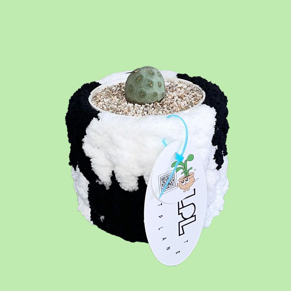 뻥 축구공 습지야선인장 희귀식물 / 사랑스러운 반려식물 키우기쉬운식물